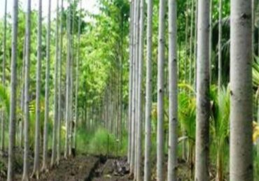 harga kayu sengon_7a702382c.jpg