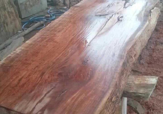 harga kayu trembesi_413a5267c.jpg