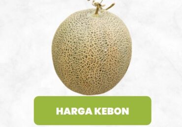 harga melon_411870659.jpg