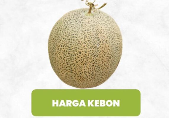 harga melon_411870659.jpg