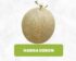 Harga Melon