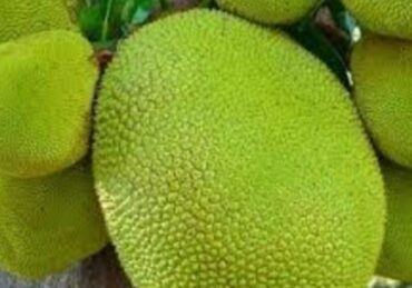 harga nangka_242c611bd.jpg