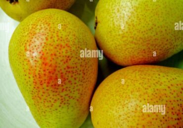 harga pear_1f49ae6f3.jpg