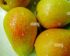 Harga Pear