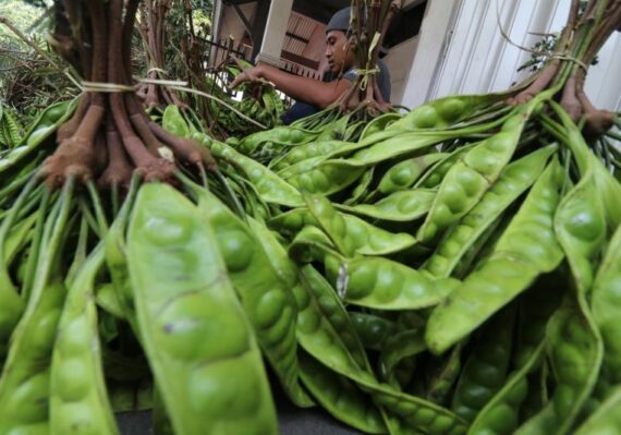 harga petai_1d2a8b750.jpg