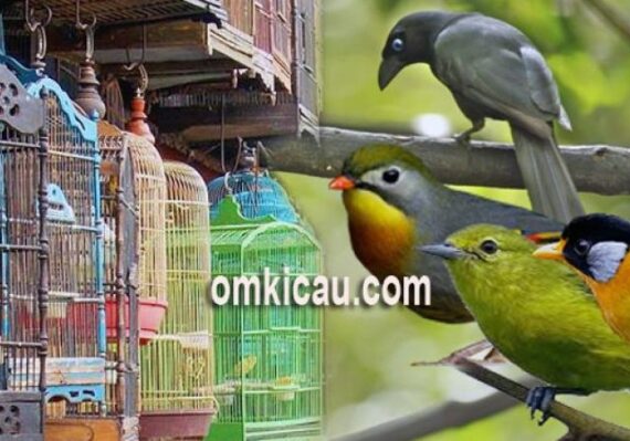 harga poksay mandarin_114792a3c.jpg