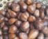 Harga Salak