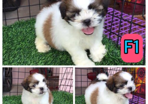 harga anjing shih tzu_a99cb125c.jpg