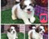 Harga Anjing Shih Tzu