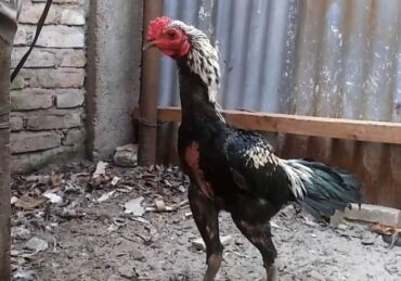 harga ayam birma_13db2c902.jpg