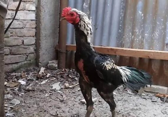 harga ayam birma_13db2c902.jpg