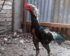 Harga Ayam Birma