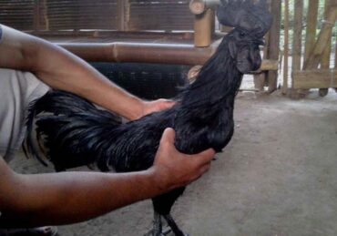 harga ayam hitam_27f53f063.jpg