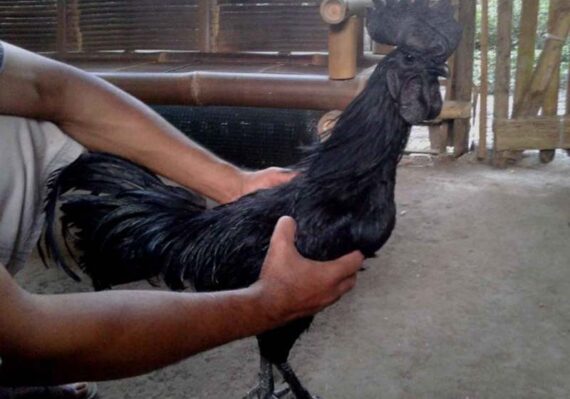 harga ayam hitam_27f53f063.jpg