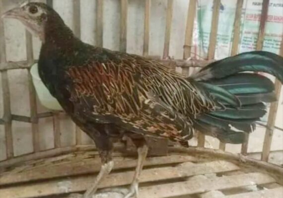 harga ayam hutan_0d9cde363.jpg