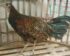 Harga Ayam Hutan