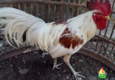 harga ayam jantan_3996dd874.jpg