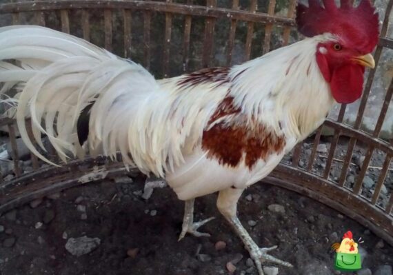 harga ayam jantan_3996dd874.jpg