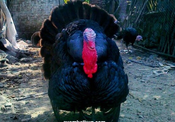 harga ayam kalkun_791f33151.jpg