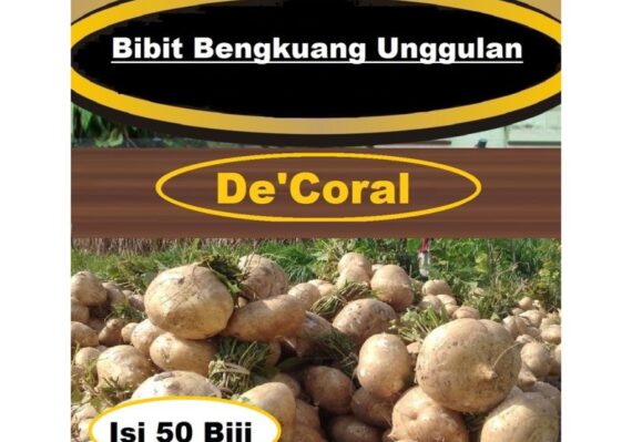 harga bengkuang_9a1585b05.jpg