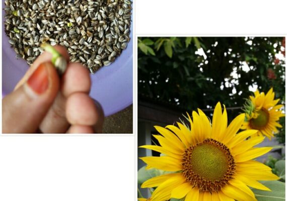 harga biji bunga matahari_b00f7d8c6.jpg