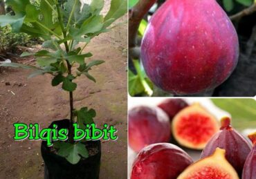 harga buah tin_bbc587e1a.jpg