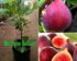 Harga Buah Tin