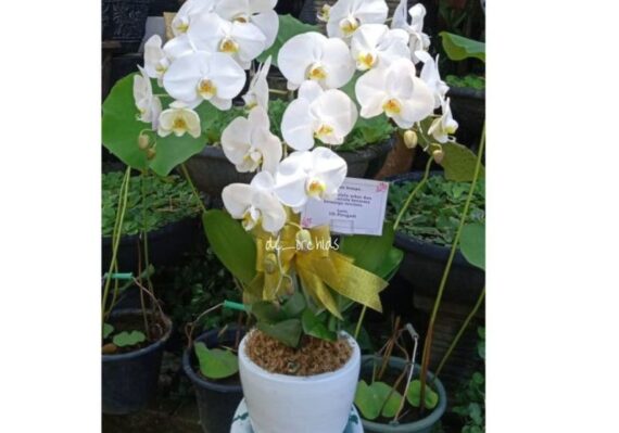 harga bunga anggrek bulan_32480ca38.jpg
