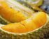 Harga Durian