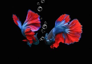 harga ikan cupang_f3ca81d31.jpg