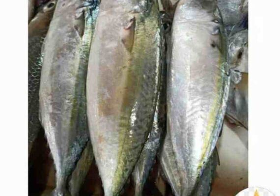 harga ikan kembung_50b956aa6.jpg