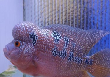 harga ikan louhan cencu_6f219d590.jpg