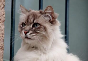 harga kucing kampung_44ba1ecc9.jpg