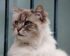 Harga Kucing Kampung