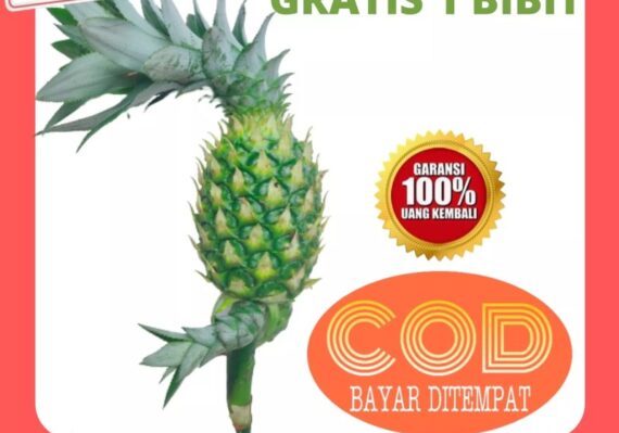 harga nanas_727265590.jpg
