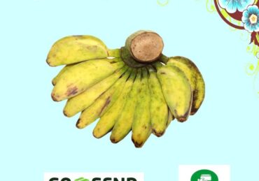 harga pisang kepok_2f79ba379.jpg