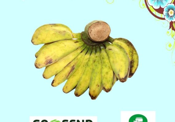 harga pisang kepok_2f79ba379.jpg