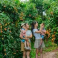 Pengunjung sedang memetik buah segar di wisata perkebunan buah