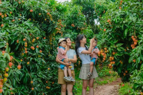 Pengunjung sedang memetik buah segar di wisata perkebunan buah
