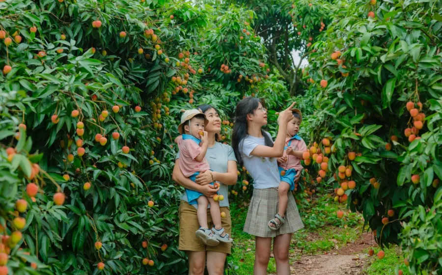 Pengunjung sedang memetik buah segar di wisata perkebunan buah